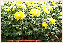 Flower Supported Net