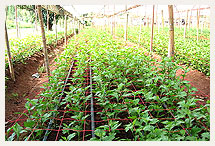 Flower Supported Net