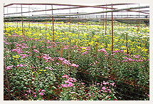 Flower Supported Net