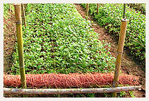 Flower Supported Net